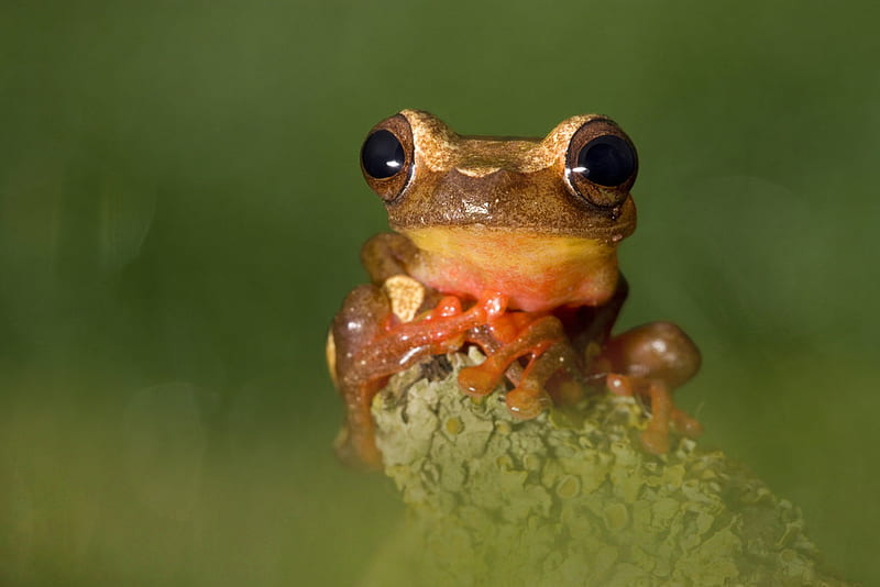 Little Frog, frog, green, brown, amphibian, nature, animal, HD ...