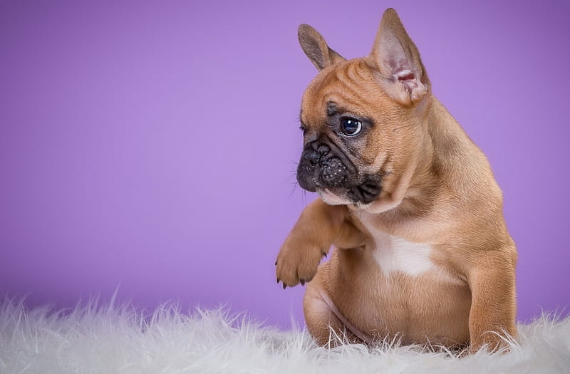 French bulldog, purple, white, pink, fur, puppy, dog, animal, HD wallpaper