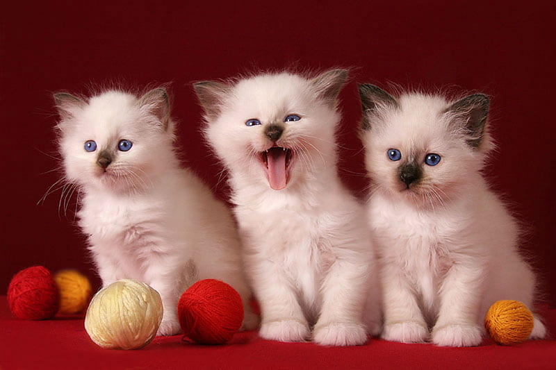 3 Cute kittens, kittens, cute, cats, HD wallpaper