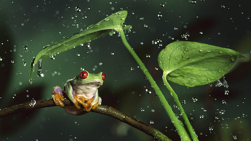 Little Frog, water, leaves, raindrops, resting, eyes, HD wallpaper