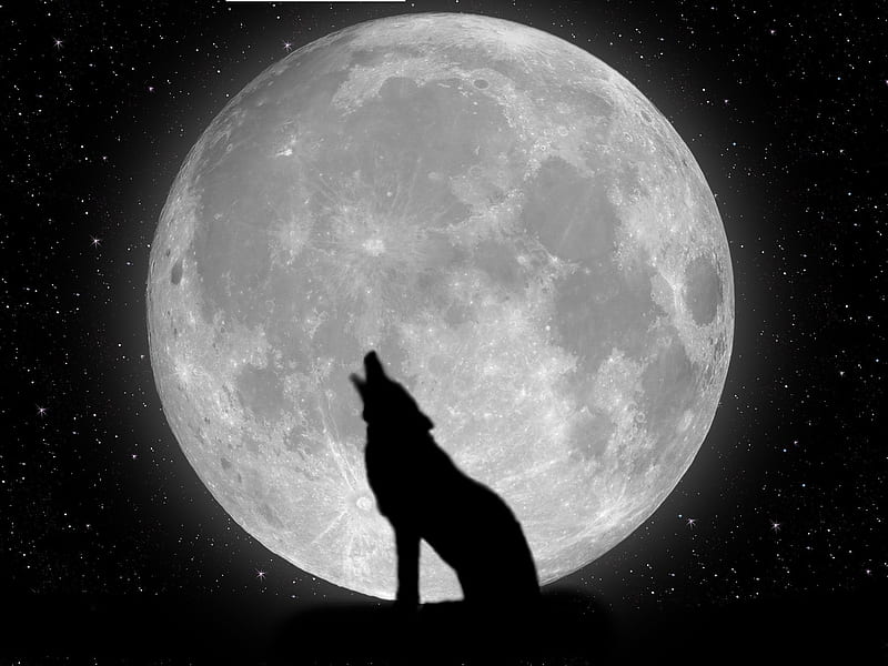 Wolf 10. Pleine lune, Fond d'Ã©cran loup, Fond ecran, Moon and White Wolf, HD wallpaper
