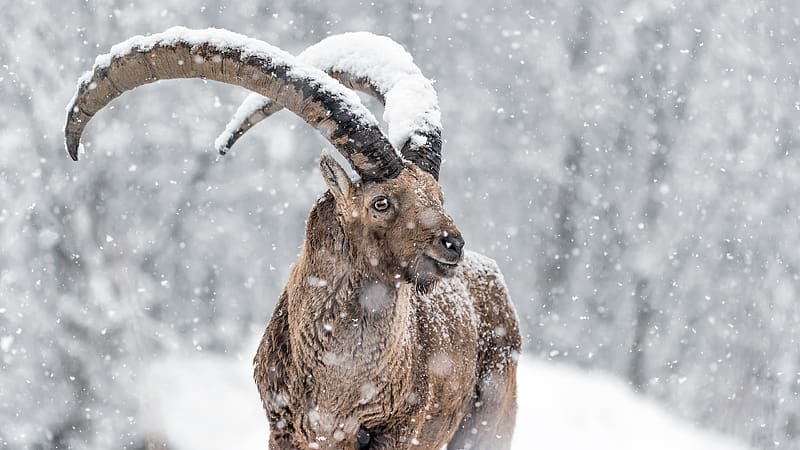 Ibex under heavy snow Alps Italy Bing, HD wallpaper