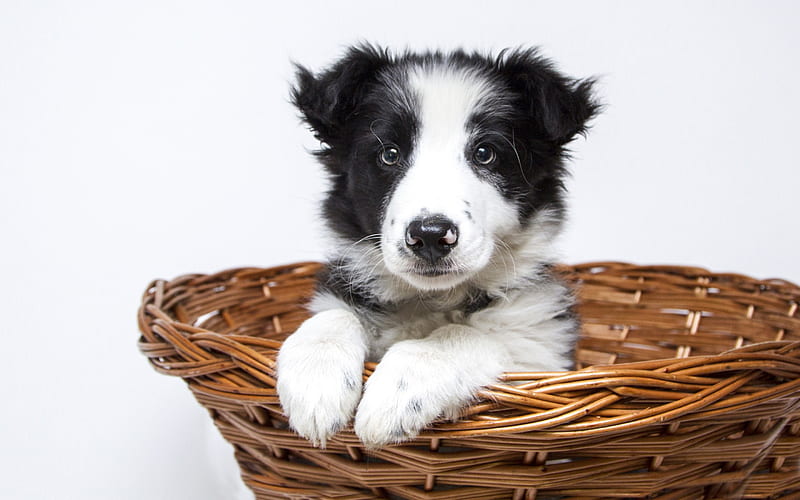 Border collie, small puppy, dog in the basket, black and white small dog, cute animals, pets, HD wallpaper