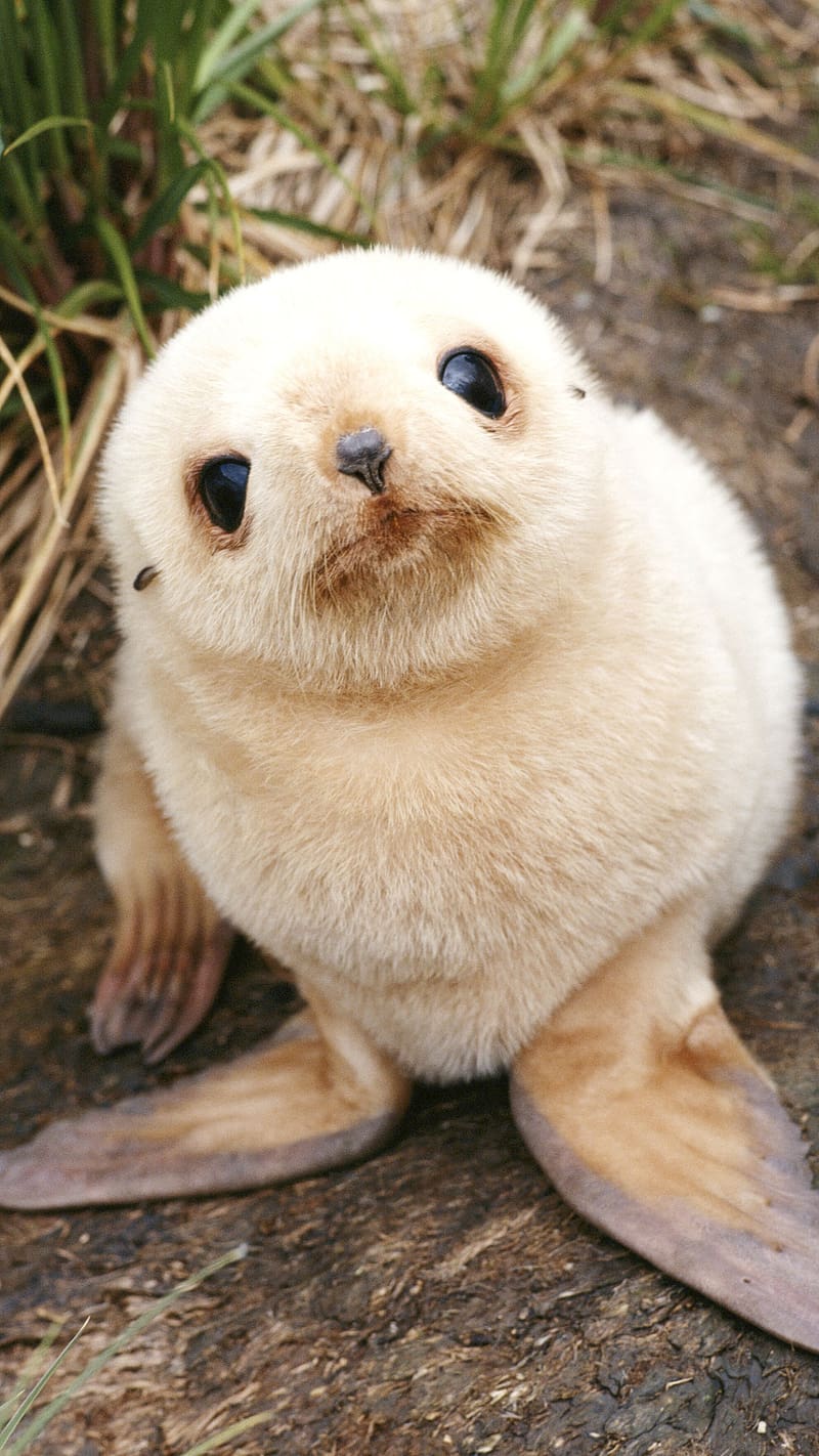 Cute Baby Animals, White Baby Seal, animal, seals, cute, HD phone wallpaper