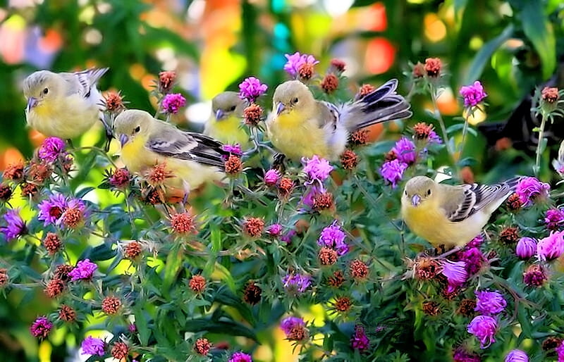 Birds in Spring, Spring, Bird, Nature, Flower, HD wallpaper
