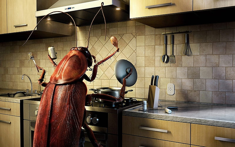 Cockroach Cook, Cockroach, Kitchen, Bug, Cook, HD wallpaper