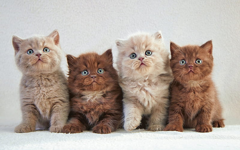 Persian Cats, family, kittens, fluffy cat, cats, domestic cats, pets, Persian, HD wallpaper