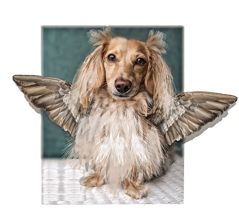 Tweety-Dog, 3d, wings, wierd, bird, nature, abstract, dog, animal, HD wallpaper