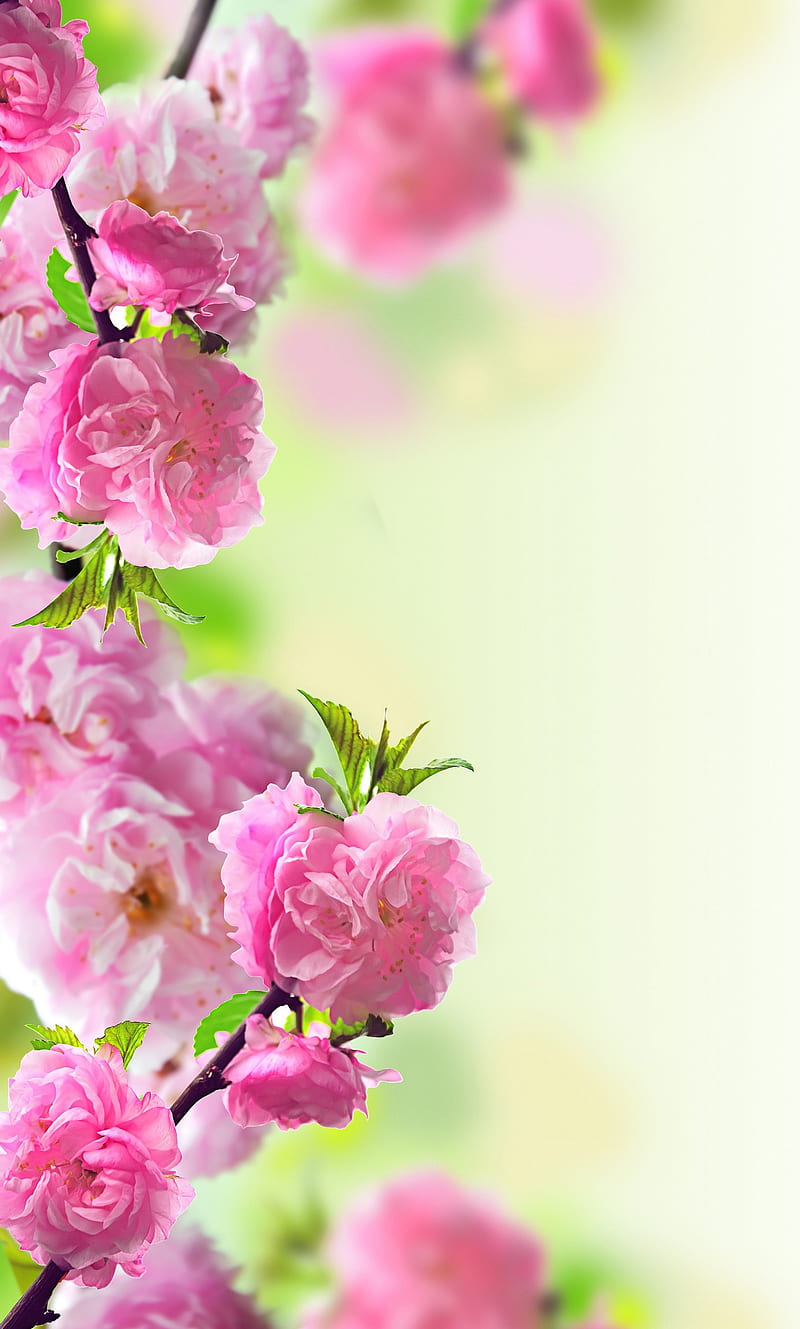 Download Cute Spring Phone Flowers Leaves Pattern Wallpaper  Wallpapers com