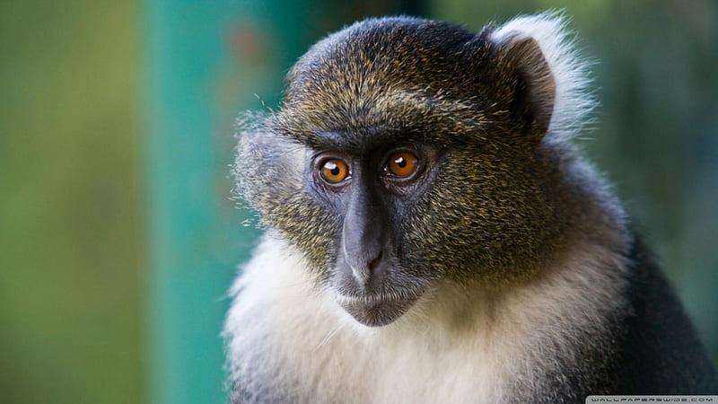 sykes monkey mount kenya national park, primate, monkey, ape, sykes, HD wallpaper