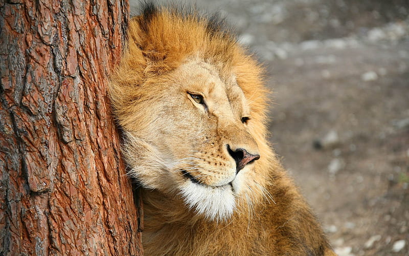 lion tree tenderness predator-Animal, HD wallpaper