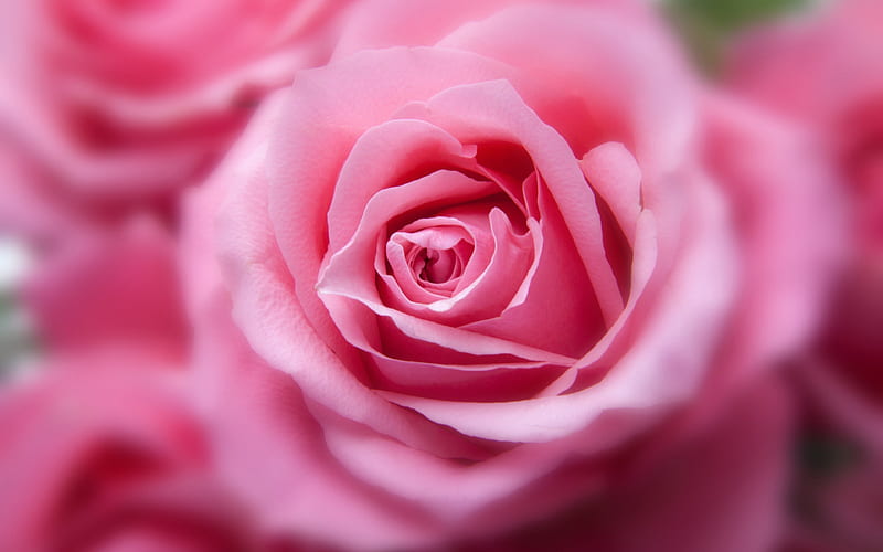 rose, rose bud pink rose, pink flowers, HD wallpaper