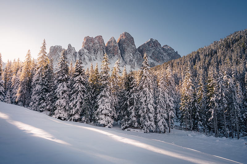 mountains, rocks, spruce, snowy, snow, HD wallpaper