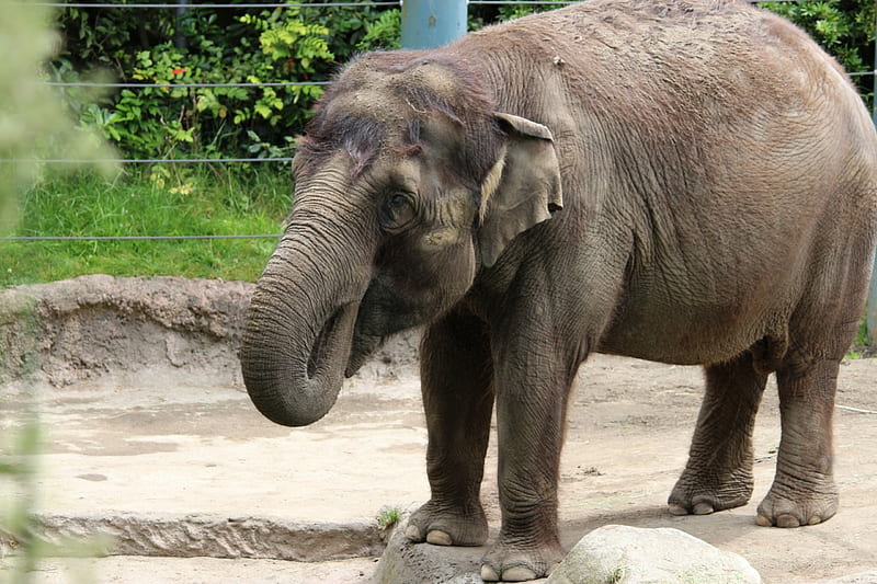 Baby Asian Elephant, small ears, gray, elephant, tusks, Elephas maximus, trunks, animal, endangered, zoo, nature, Asian elephant, baby elephant, HD wallpaper