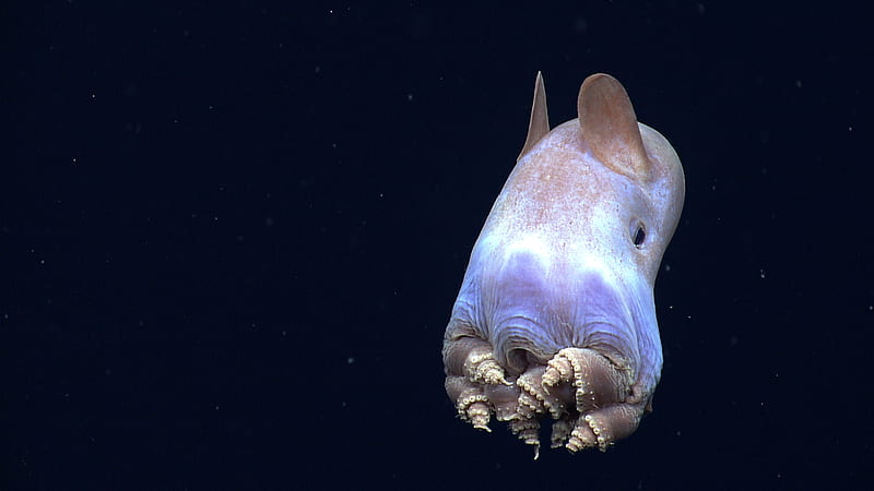 Dumbo octopus displays a peculiar posture. Invertebrates. Earth Touch News, HD wallpaper