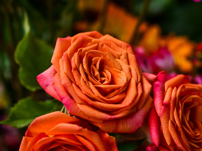 Roses, Flowers, Orange, Buds, HD wallpaper