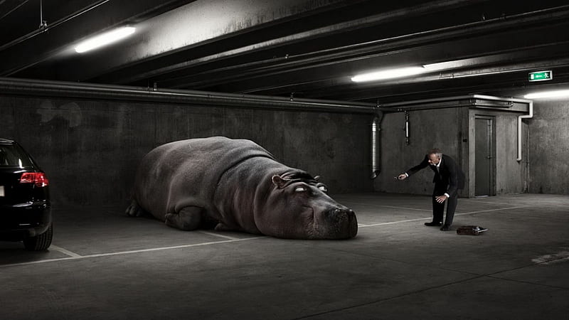 Hippo In The Car Park, CGI, Art, Hippopotamus, Artwork, HD wallpaper