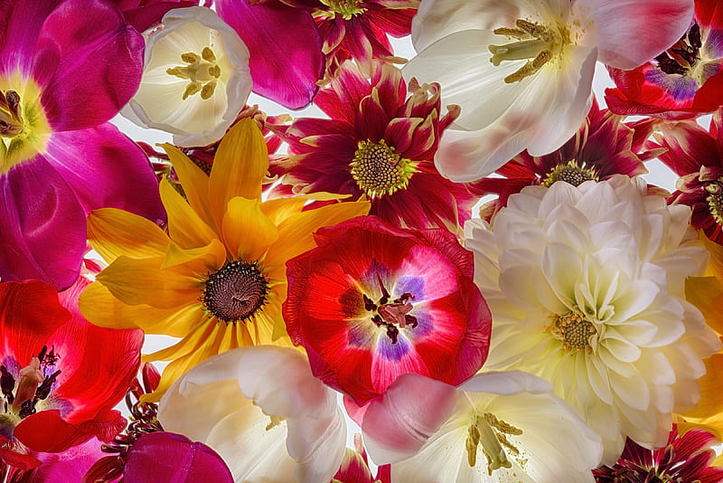 Flowers, red, texture, flower, yellow, skin, white, pink, tulip, HD ...