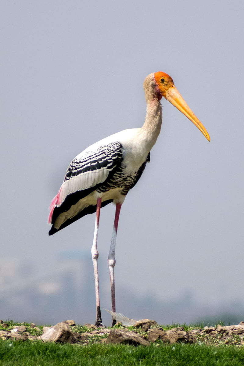 white stork perched on brown stick, HD phone wallpaper