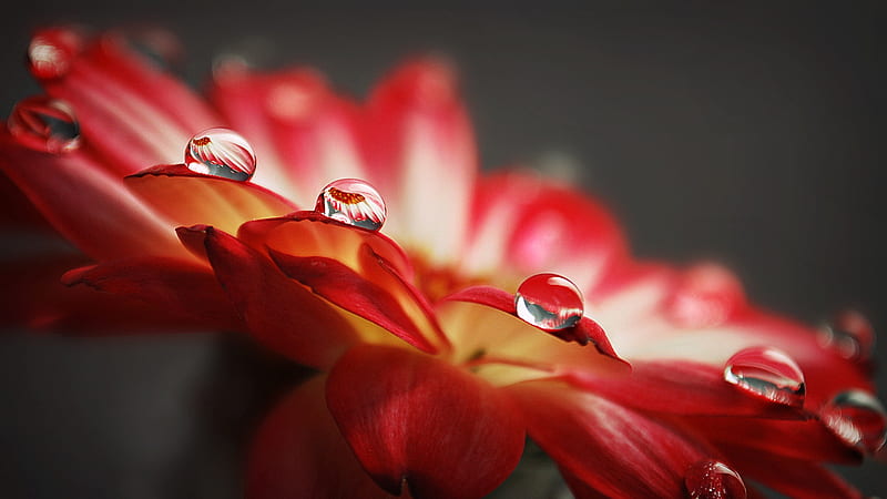 Pearls and Petals, red, water, macro, flower, drops, petals, HD wallpaper