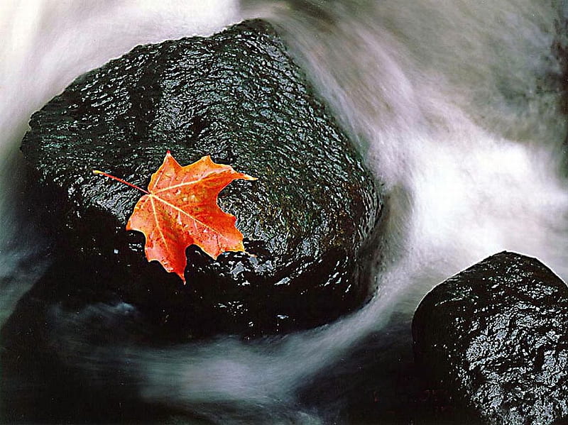En movimiento, otoño, agua, momento, piedra, salir, río, color, Fondo de  pantalla HD | Peakpx