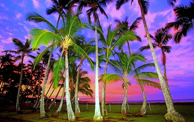 Sunset on Island in Heaven , getaways, tourists, Hilo Island, colorful, splendid, Hawaii, panoramic view, attractions in dreams, bonito, most ed, palm trees, graphy, sunsets, heaven, love four seasons, places, creative pre-made, sky, trees, weather, paradise, purple, plants, magical, travels, nature, HD wallpaper