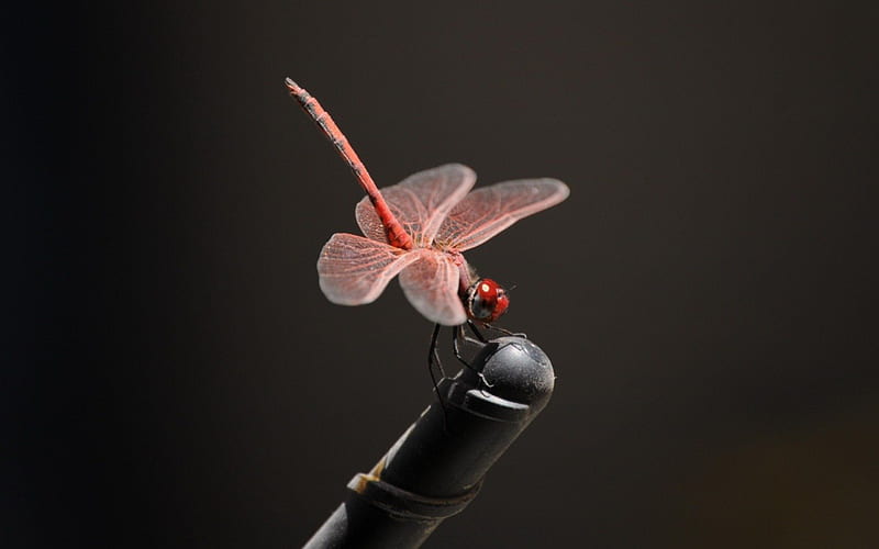 Dragonfly, red, wings, insect, black, pink, HD wallpaper