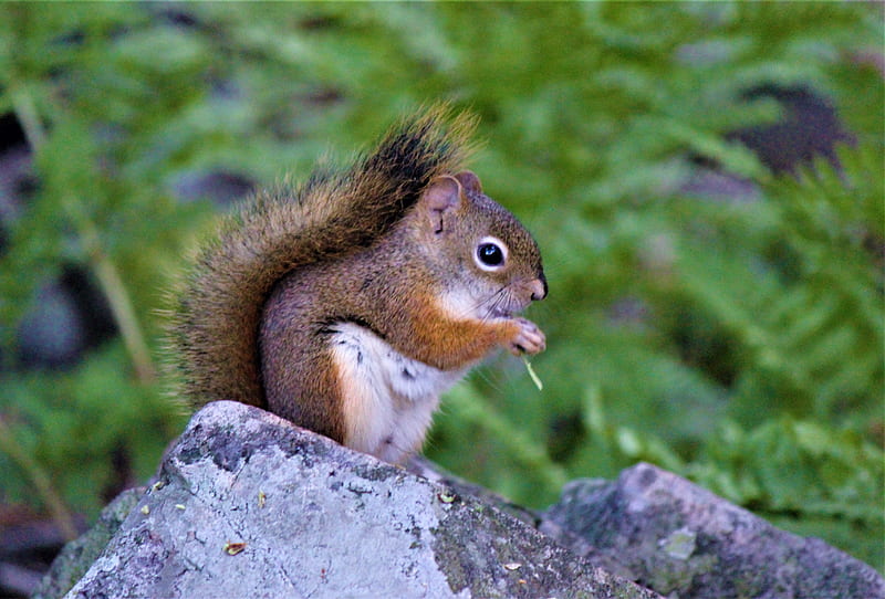 Squirrel on a Rock, cute, animals, animal, adorable, furry, wildlife, HD wallpaper