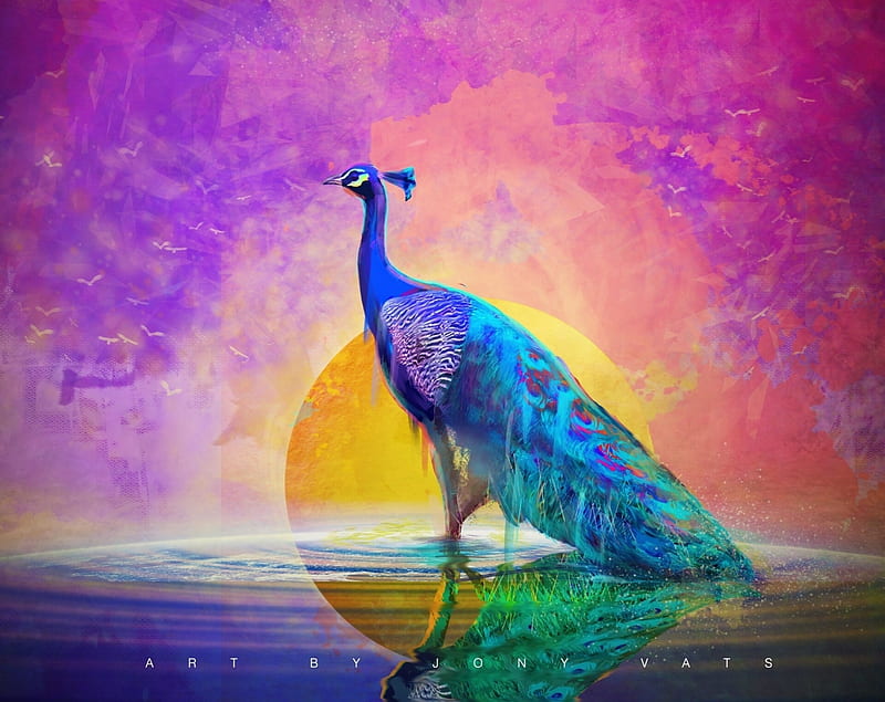 Peacock, art, frumusete, peacocl, yellow, sunset, water, fantasy, bird, green, paun, pasari, pink, jony vats, reflection, gorgeous, blue, superb, HD wallpaper