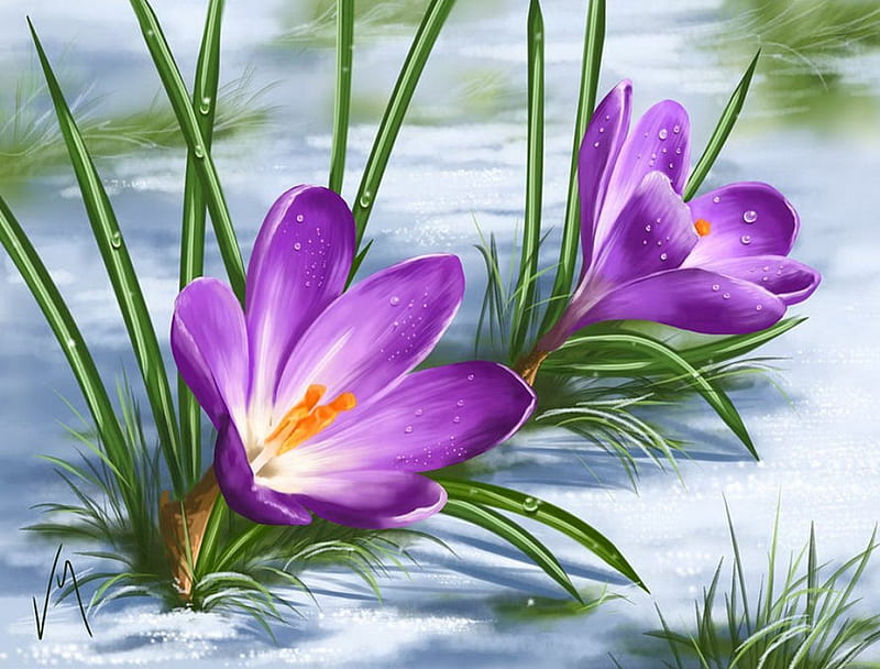 Sign of spring, pretty, art, crocuses, sign, bonito, spring, leaves, snow, painting, flowers, frost, HD wallpaper