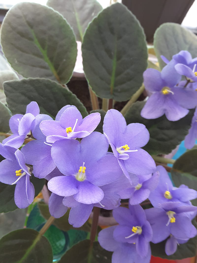 Oahu Purple Violet, flower, HD phone wallpaper