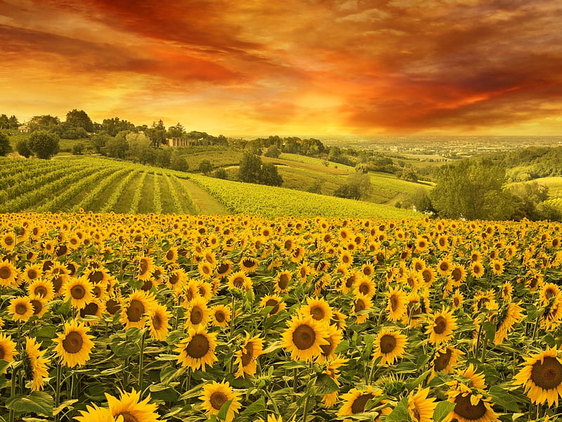 Sunflowers Field, sunflowers, nature, clouds, sky, field, landscape, HD wallpaper
