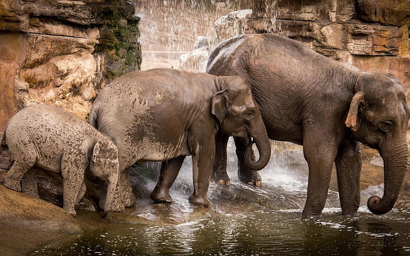 Elephant family, lake, elephants, waterfalls, small elephant, HD wallpaper