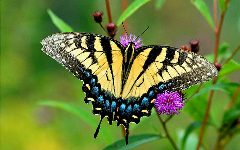 Western Tiger Swallowtail, Swallowtail, Tiger, Butterflies, Nature, HD wallpaper