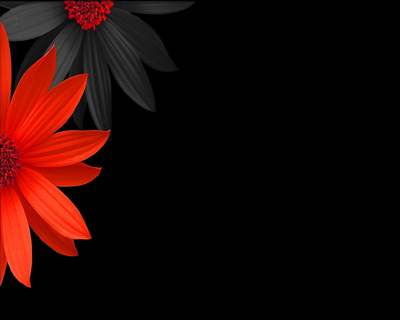 Colorful Flowers, background, red black, HD wallpaper | Peakpx