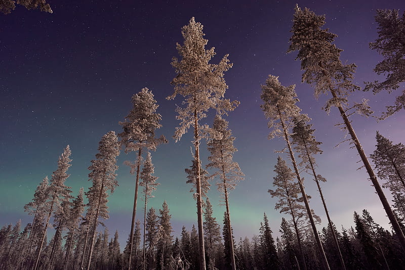 Long Pine Trees Winter Northern Lights, pine, trees, snow, northern-lights, nature, HD wallpaper