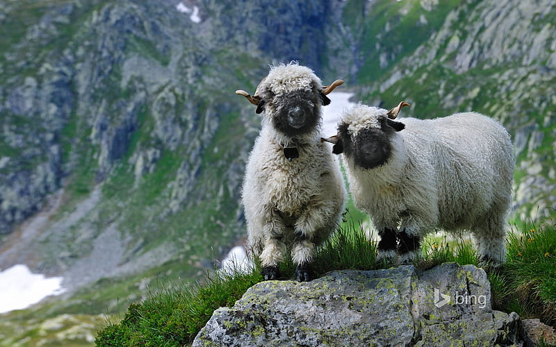 Valais blacknose sheep in Valais Switzerland, blacknose, sheep, in, Valais, HD wallpaper