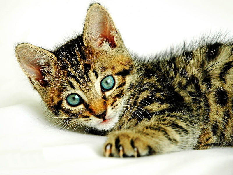 Brown Tabby Kitten, tabby, kittens, pets, spots, brown cat, nature, cats, big cats, animals, HD wallpaper