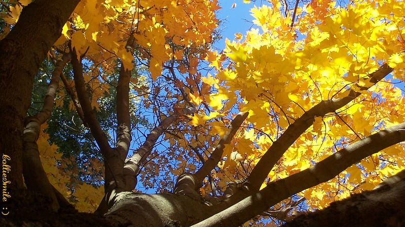 Look Waaay Up for a Tree Hug! :D, Fall, cie1, maple, golden, yellow, trees, sky blue, leafs, leaf, tree, leaves, peaceful, golden yellow, fa11, Autumn, blue, HD wallpaper
