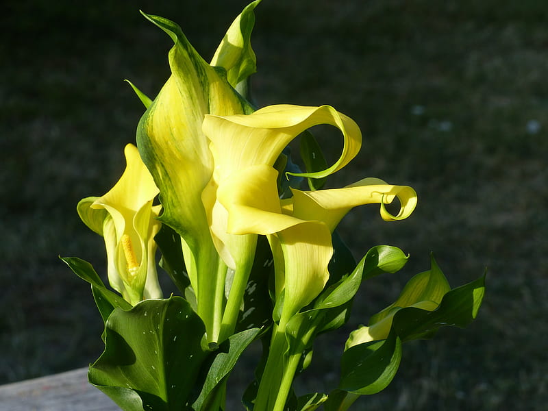 Flores amarillas, flores, verde, amarillo, maceta, planta, Fondo de  pantalla HD | Peakpx