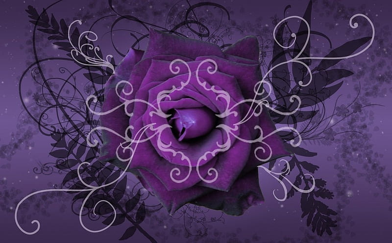 https://w0.peakpx.com/wallpaper/965/487/HD-wallpaper-purple-twilight-rose-flower-design-purple-rose.jpg