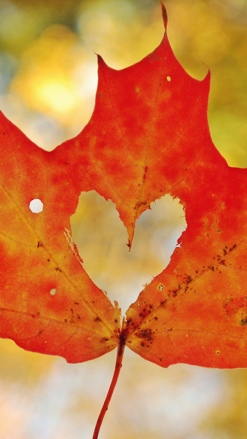 heart mapple leaf, autumn, fall, heart, leaf, maple, orange, HD phone wallpaper
