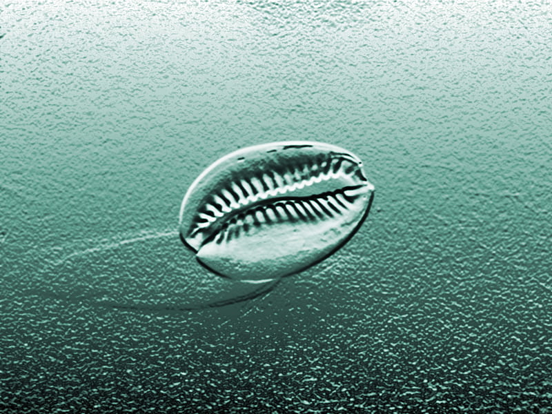 Seashell Imprint, beach, seashell, imprint, green, HD wallpaper