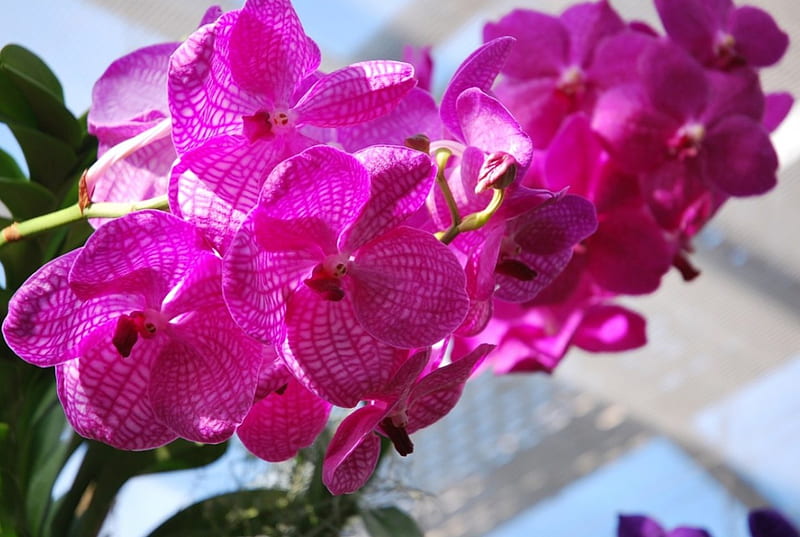 Orchid, blossoms, petals, exotic, pink, HD wallpaper