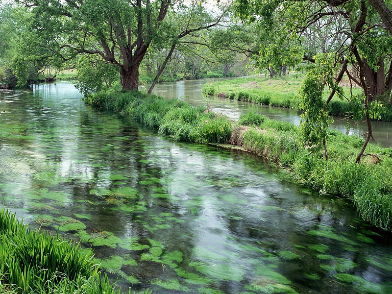 Slow Moving River full of Plants, slow moving river, dull water, slow water, slow creek, HD wallpaper