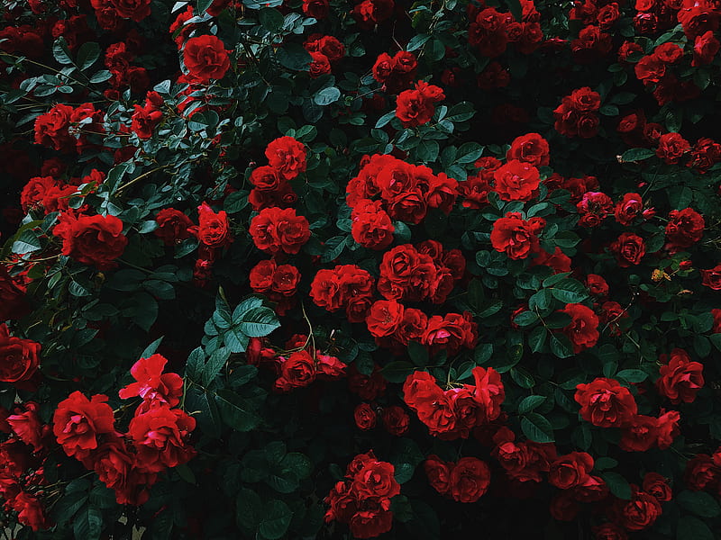 bed of red roses in bloom, HD wallpaper