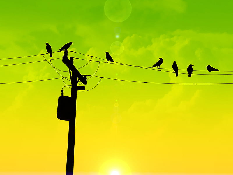 Dusk To Dawn, sun, green, telephone pole, birds, yellow, morning, clouds, wires, HD wallpaper