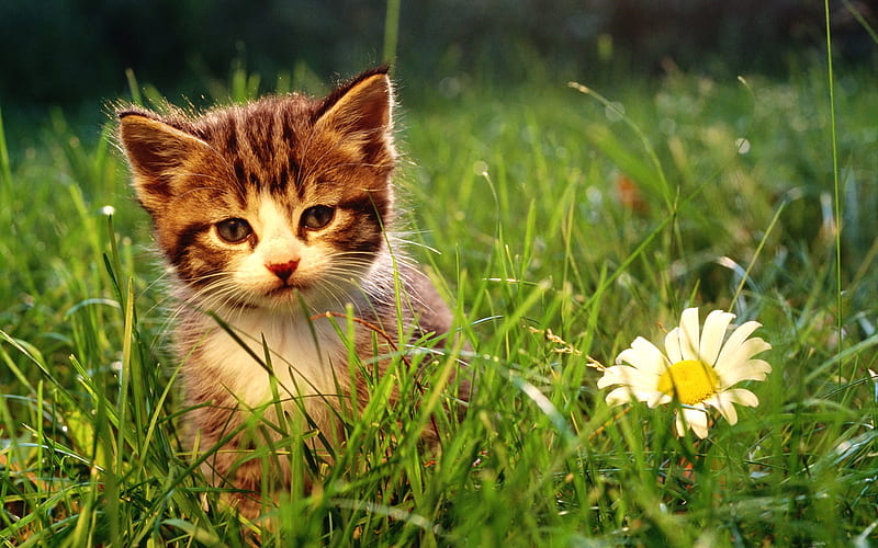 9 5 week old kitten -innocent kitten in the grass, HD wallpaper