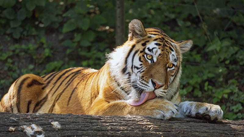 tigress, tiger, protruding tongue, predator, paws, HD wallpaper
