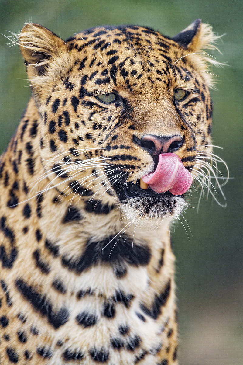 leopard, big cat, predator, protruding tongue, HD phone wallpaper